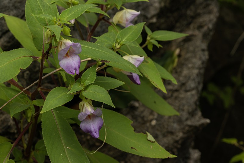 Impatiens kanburiensis photo 3