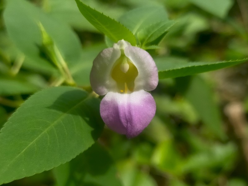 Impatiens kanburiensis photo 4