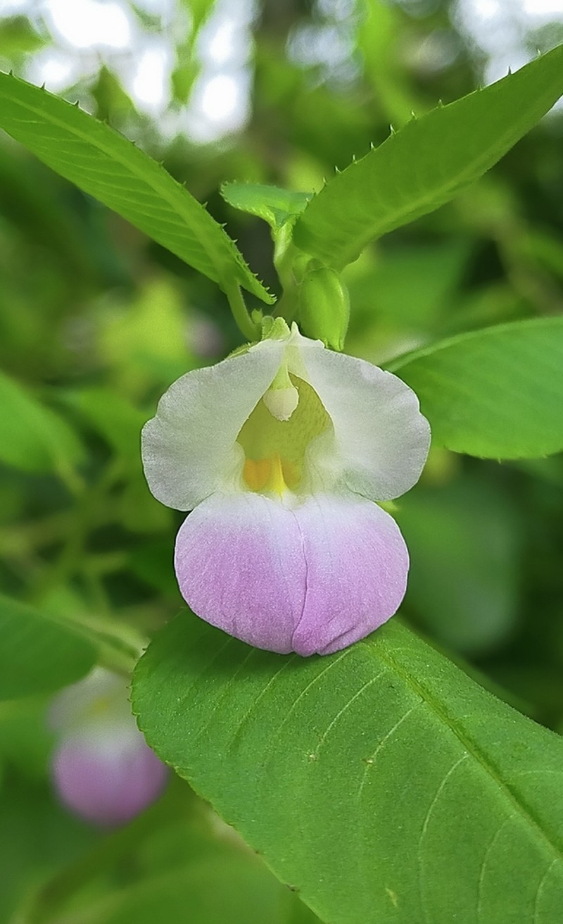 Impatiens kanburiensis photo 5