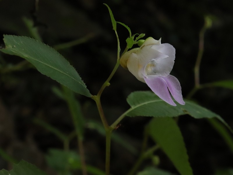 Impatiens kanburiensis photo 6