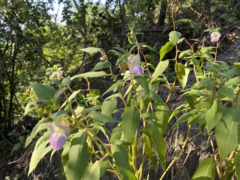 Impatiens kanburiensis photo 7