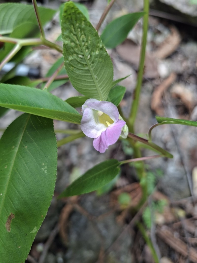 Impatiens kanburiensis photo 8