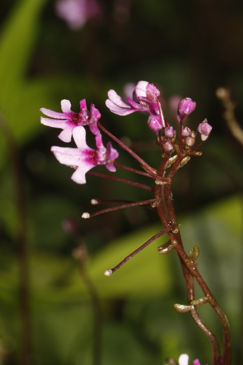 Impatiens karuppusamyi