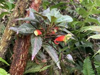 Impatiens keilii