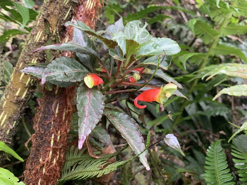 Impatiens keilii