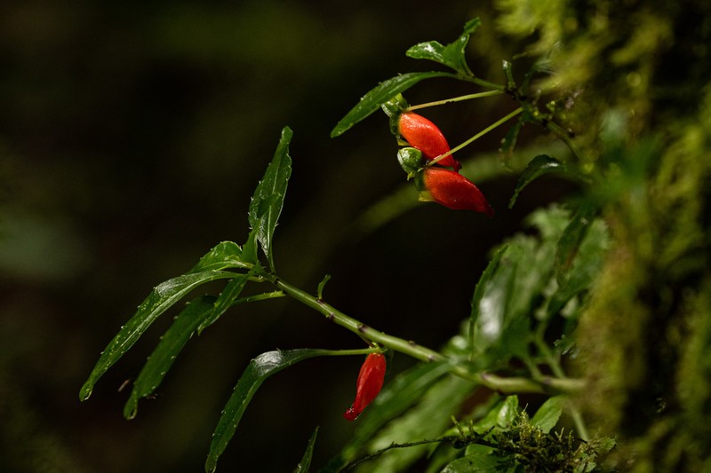 Impatiens keilii photo 3
