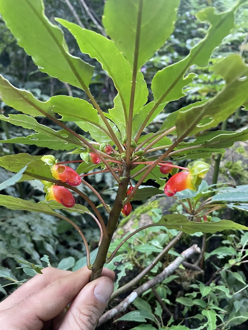 Impatiens keilii photo 4
