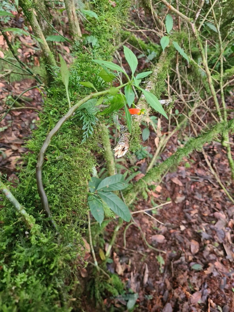 Impatiens keilii photo 6