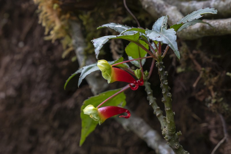 Impatiens keilii photo 7