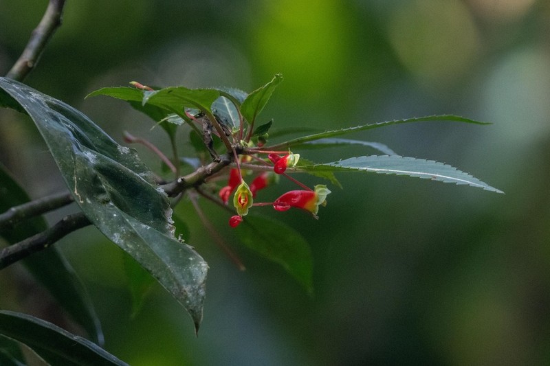 Impatiens keilii photo 8