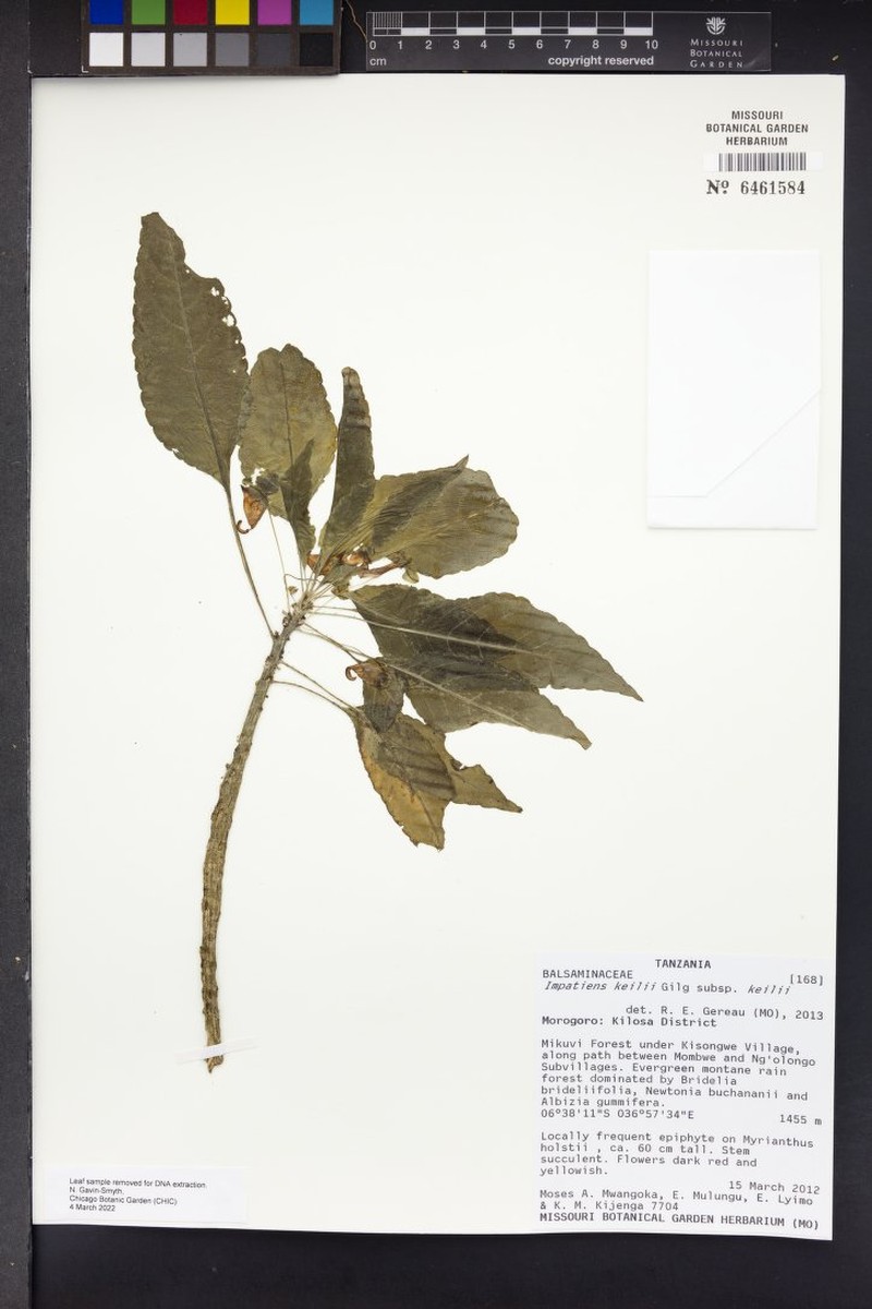 Impatiens keilii subsp. keilii