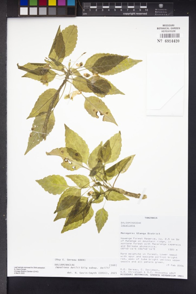 Impatiens keilii subsp. keilii photo 2