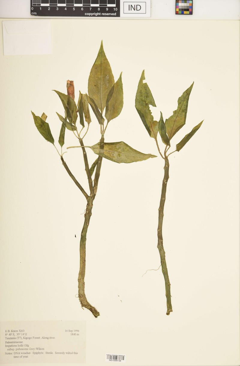 Impatiens keilii subsp. pubescens