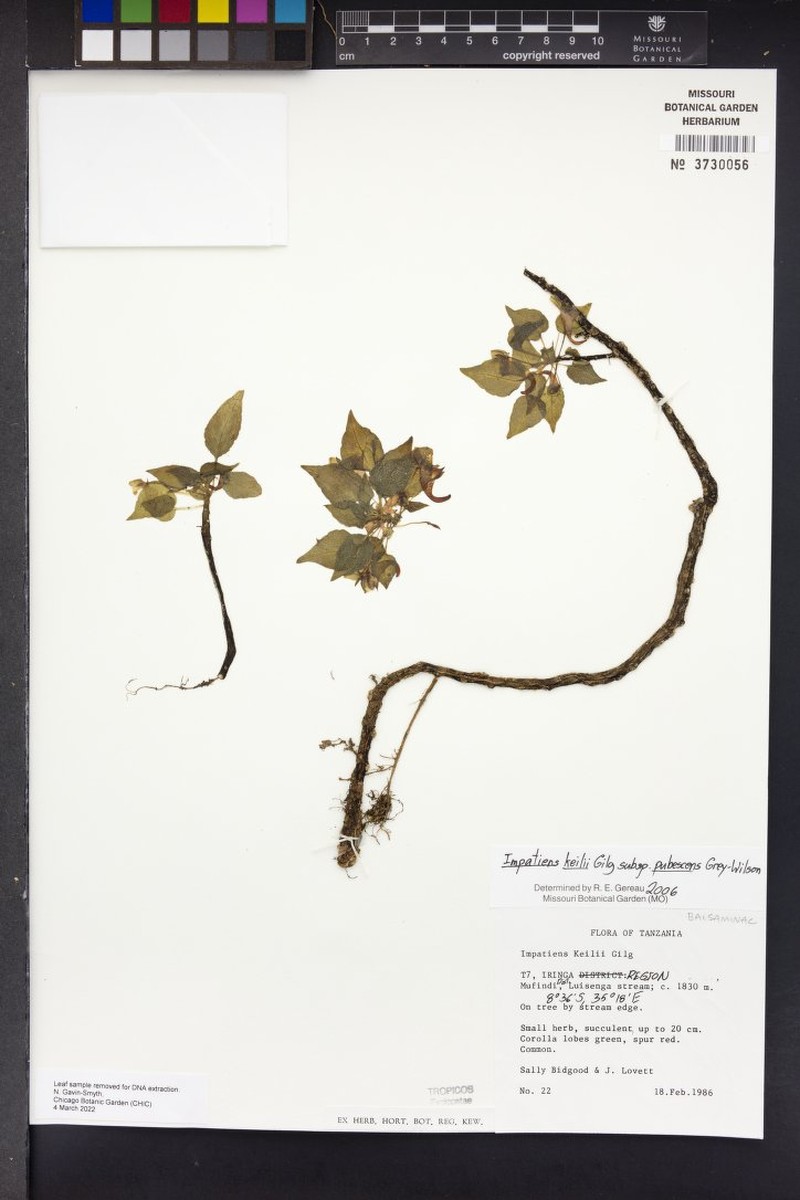 Impatiens keilii subsp. pubescens photo 2