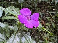 Impatiens kentrodonta