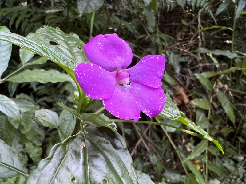 Impatiens kentrodonta
