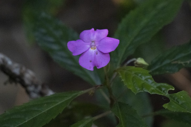 Impatiens kentrodonta photo 2
