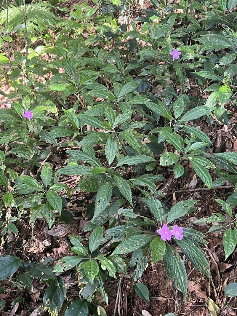 Impatiens kentrodonta photo 3