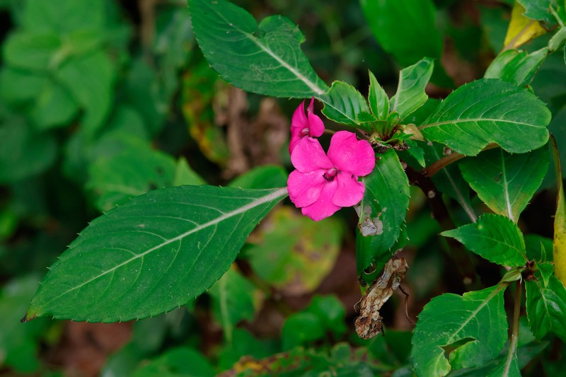 Impatiens kentrodonta photo 4