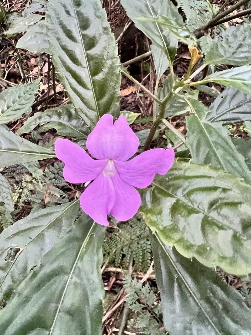 Impatiens kentrodonta photo 5