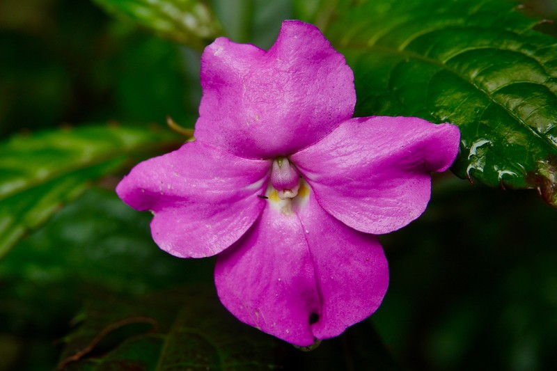 Impatiens kentrodonta photo 6