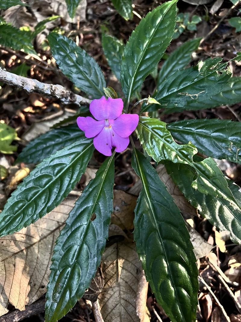 Impatiens kentrodonta photo 7