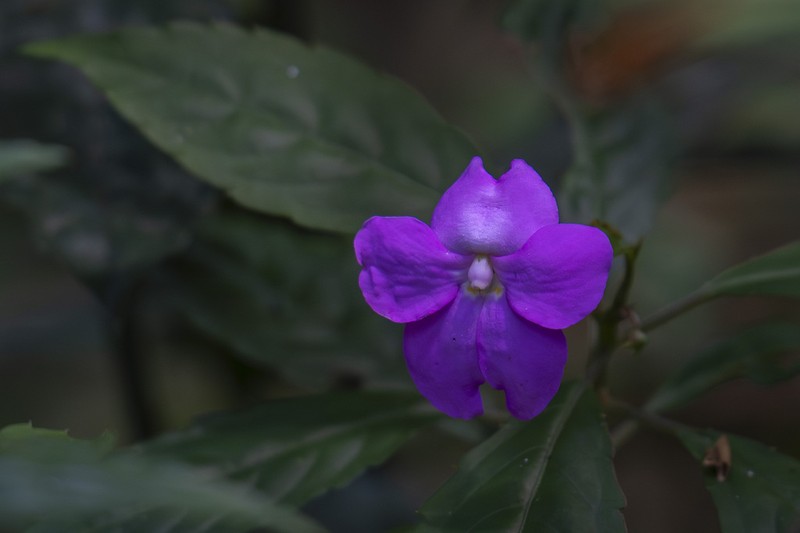 Impatiens kentrodonta photo 8