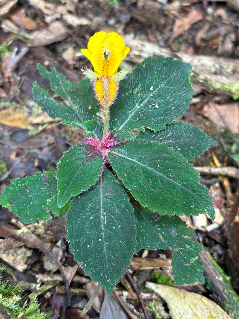 Impatiens kerinciensis