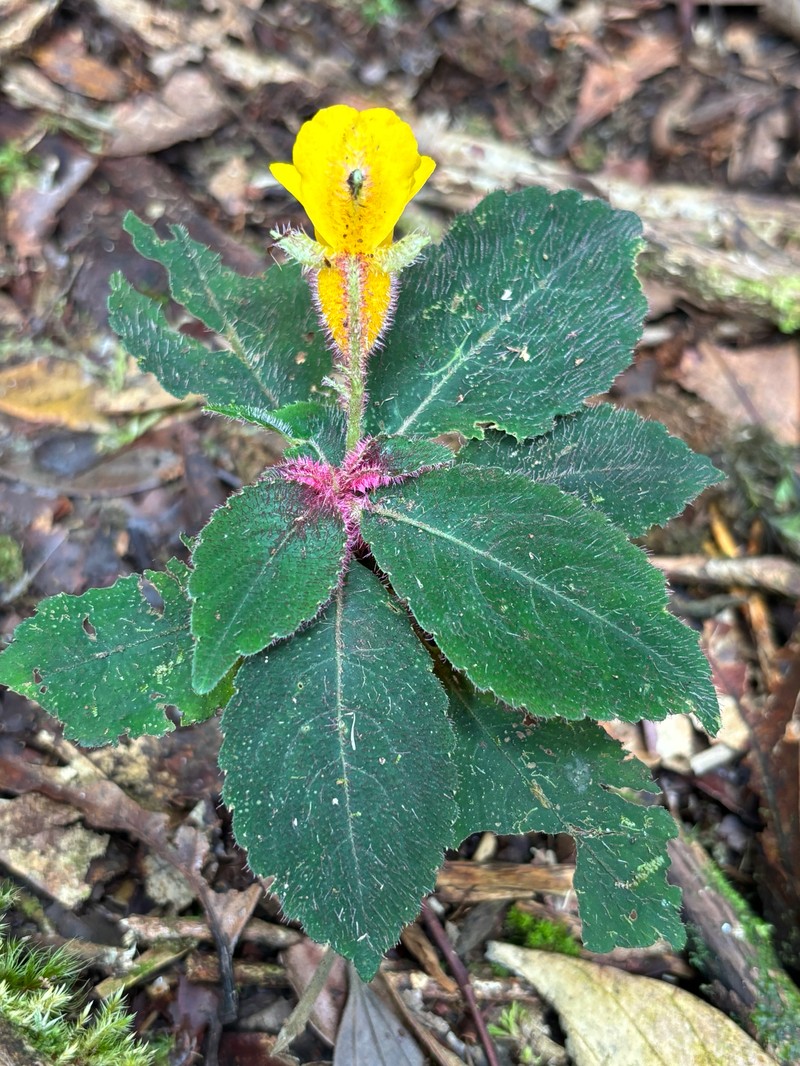 Impatiens kerinciensis photo 2