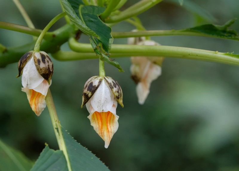Impatiens kerriae