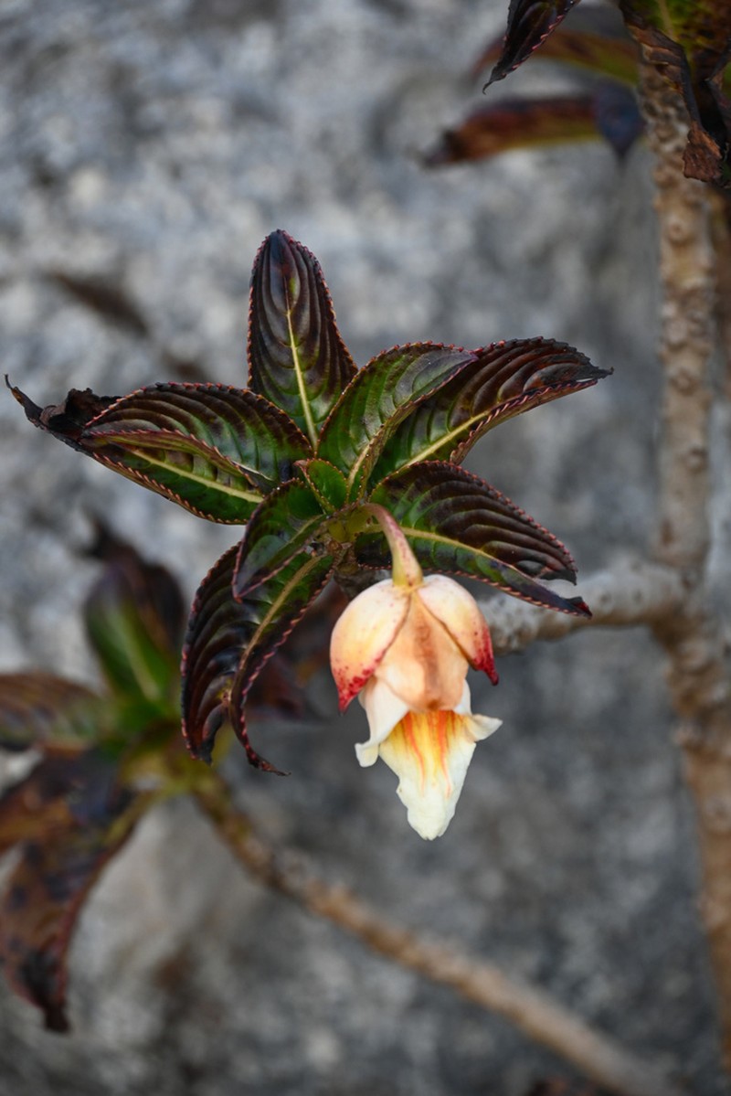 Impatiens kerriae photo 3