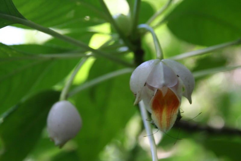 Impatiens kerriae photo 4