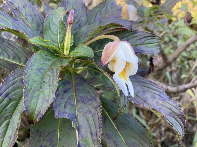 Impatiens kerriae photo 5