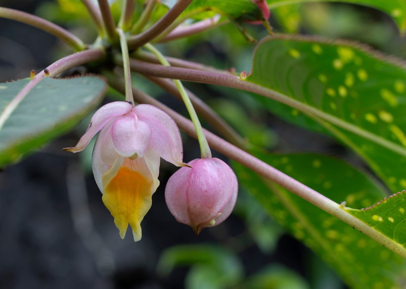 Impatiens kerriae photo 7