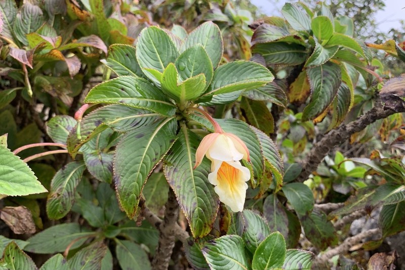 Impatiens kerriae photo 8