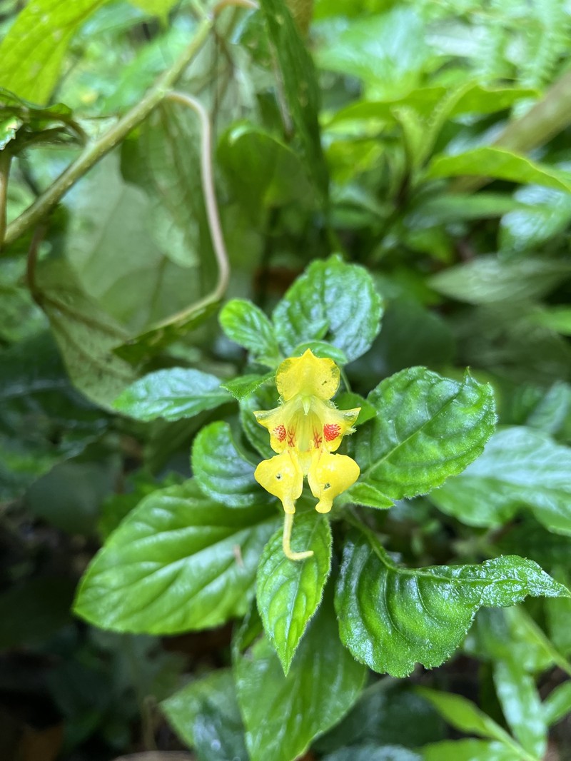 Impatiens khasiana photo 2
