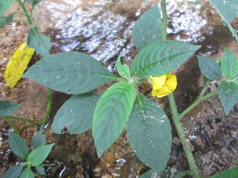 Impatiens khasiana photo 3