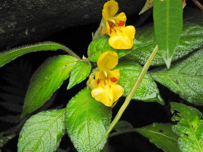 Impatiens khasiana photo 4