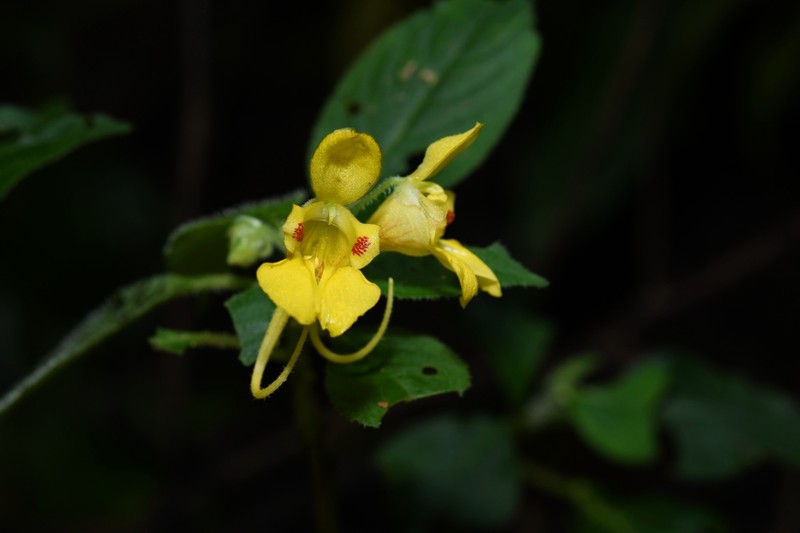 Impatiens khasiana photo 5