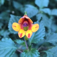 Impatiens kilimanjari
