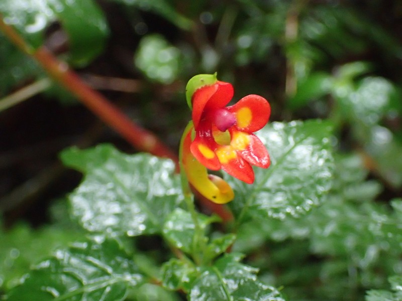 Impatiens kilimanjari photo 2