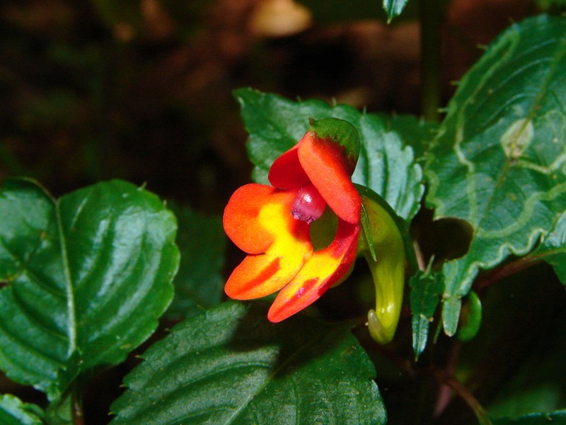 Impatiens kilimanjari photo 3