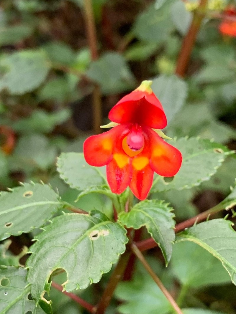 Impatiens kilimanjari photo 4