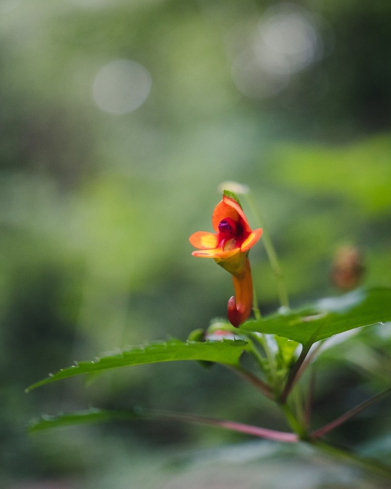 Impatiens kilimanjari photo 5