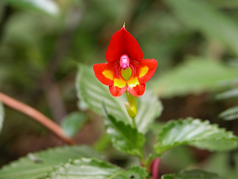 Impatiens kilimanjari photo 6