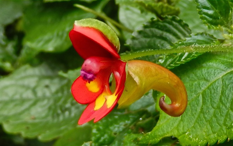 Impatiens kilimanjari photo 7