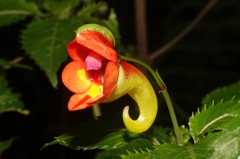 Impatiens kilimanjari photo 8