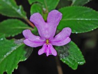 Impatiens kinabaluensis