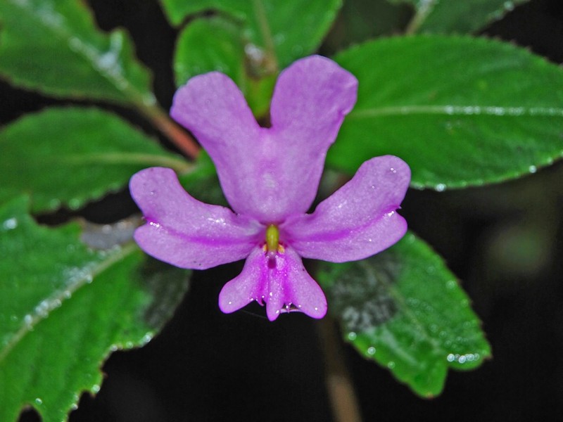 Impatiens kinabaluensis