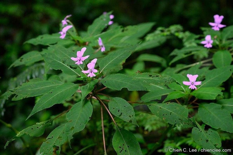 Impatiens kinabaluensis photo 2